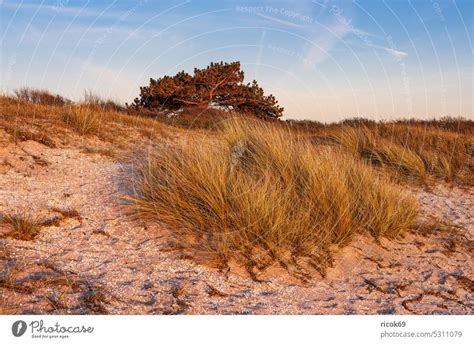 Strand In Kloster Auf Der Insel Hiddensee Ein Lizenzfreies Stock Foto