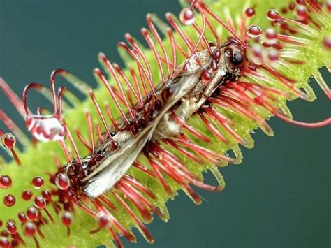 Qué comen las Plantas Carnívoras Descubre como se alimentan