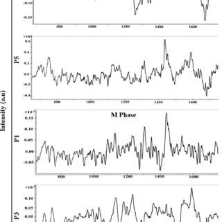 Difference spectra of parental MCF-7 and MCF7-RR cells delineate cell... | Download Scientific ...