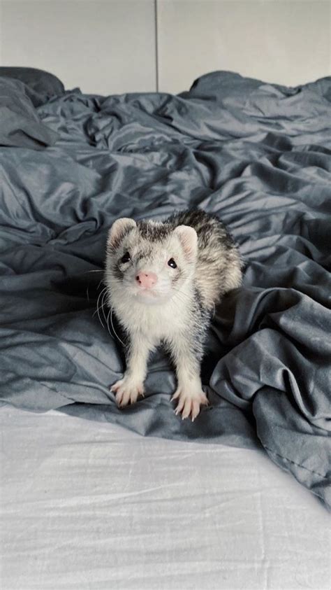 Cute Ferret Sitting On Gray Bed