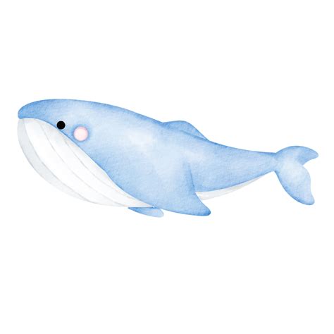 whale watercolor clip art 23324649 PNG