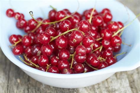 Frutas Tolerantes A La Sombra