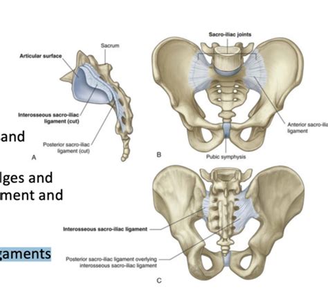 MSK I Sacroiliac Flashcards Quizlet