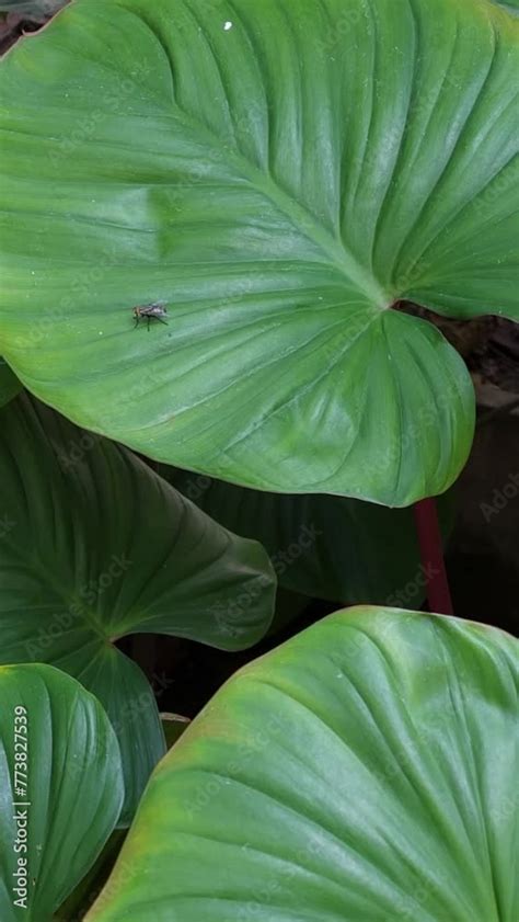 Vidéo Stock Homalomena Rubescens also known as the Queen of Hearts