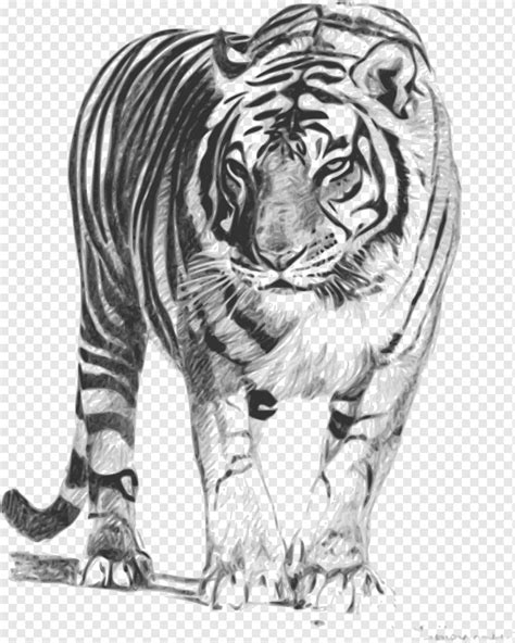 Bengal tiger Drawing, watercolor tiger, mammal, cat Like Mammal ...