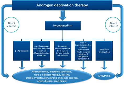 Androgen Deprivation Therapy Hypogonadism And Cardiovascular Toxicity