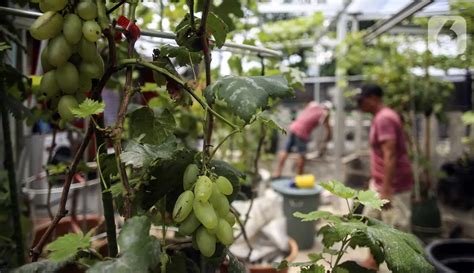 Foto Pengembangan Varietas Baru Anggur Foto Liputan