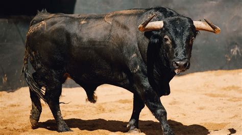 Sorteo De Los Toros De El Parralejo Para El Festejo Del De Abril En