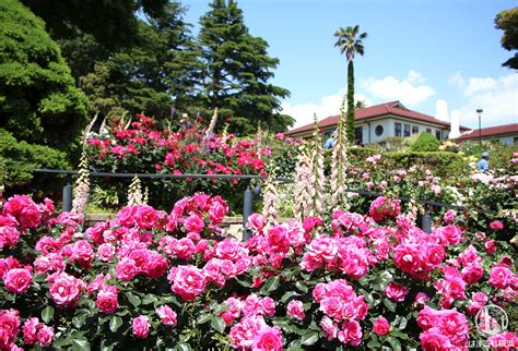 港の見える丘公園のバラが超見頃で濃密に楽しめた！山手散策人気スポット はまこれ横浜