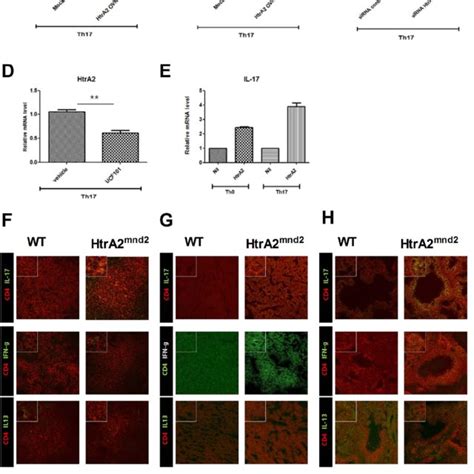 IL 17 Gene Expression Is Regulated By HtrA2 A Relative MRNA