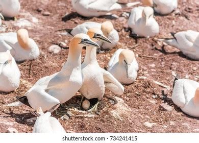 Couple Pair White Gannet Bird Sitting Stock Photo 734241376 Shutterstock