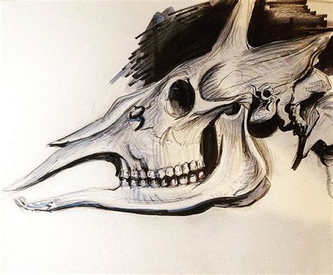 Horse Skull by hungerartist on DeviantArt