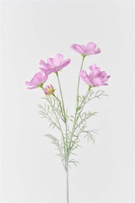 24 Artificial Cosmos Flowers Realistic Faux Flower Silk Cosmos Stem