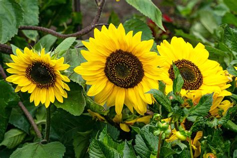 How to Identify and Manage Common Sunflower Diseases