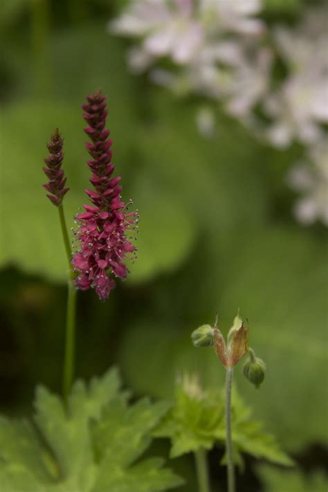 Persicaria Firetail Scott Weber Flickr