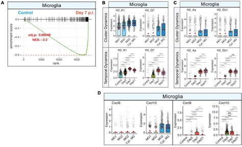 Frontiers Microglia Influence Immune Responses And Restrict