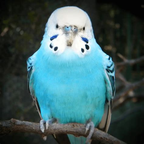 Rare Budgie Bird Rare Budgie Color Budgerigar Mutation