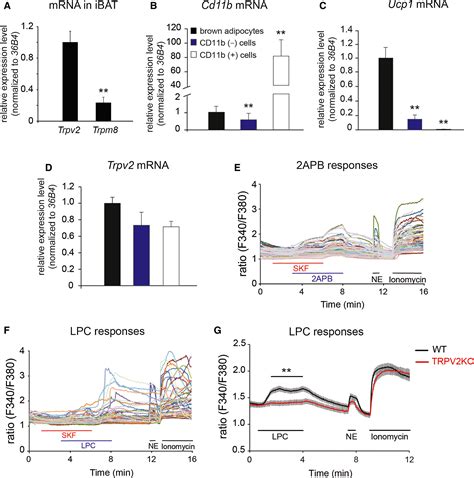 Lack Of TRPV2 Impairs Thermogenesis In Mouse Brown Adipose Tissue