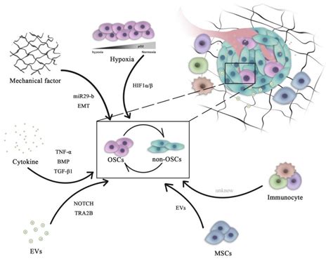 Tumor Microenvironment In Osteosarcoma Cells Encyclopedia Mdpi