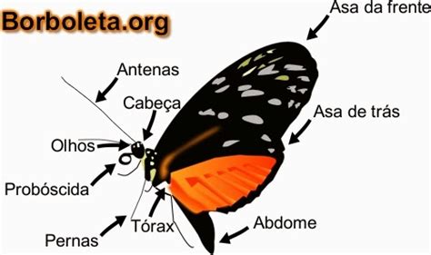 Qual Borboleta Vive 24 Horas - É Verdade Que as Borboletas Só Vivem 24 Horas? | Mundo Ecologia