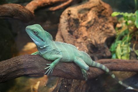 Lézard Reptile Dragon Photo gratuite sur Pixabay