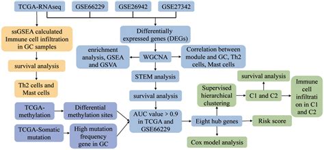 Comprehensive Analysis Of Prognostic Genes In Gastric Cancer Aging