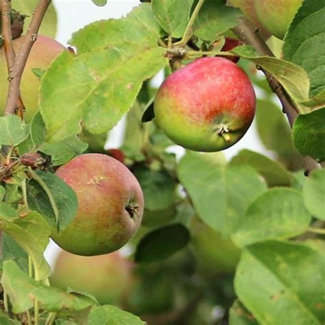 Seeds For Common Apple Malus Pumila Amkha Seed