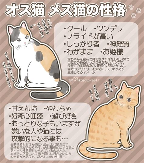 オス猫 と メス猫 の性格の違い ＋ その理由｜ねこナビ