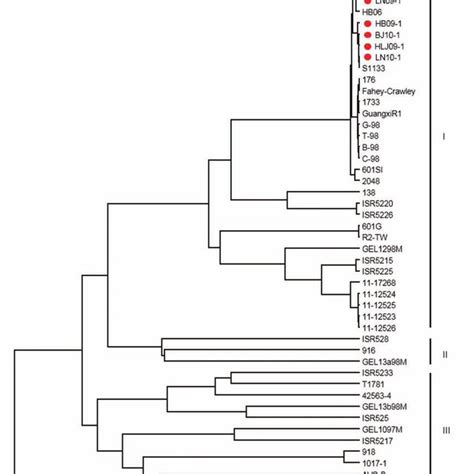 Phylogenetic Tree Based On The Nucleotide Sequences Of The S1 Genes Of