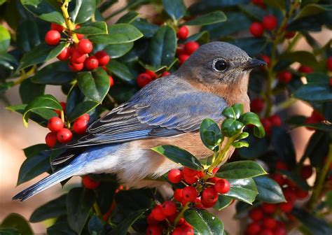 7 Backyard Birds That Eat Berries Birds And Blooms