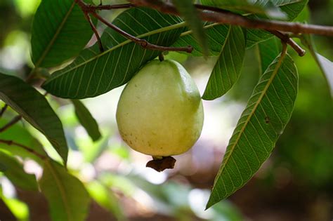 Buah Jambu Biji Di Pohon Pohon Jambu Biji Foto Stok - Unduh Gambar ...