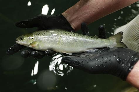 Restaurants Could Be 1st To Get Genetically Modified Salmon The