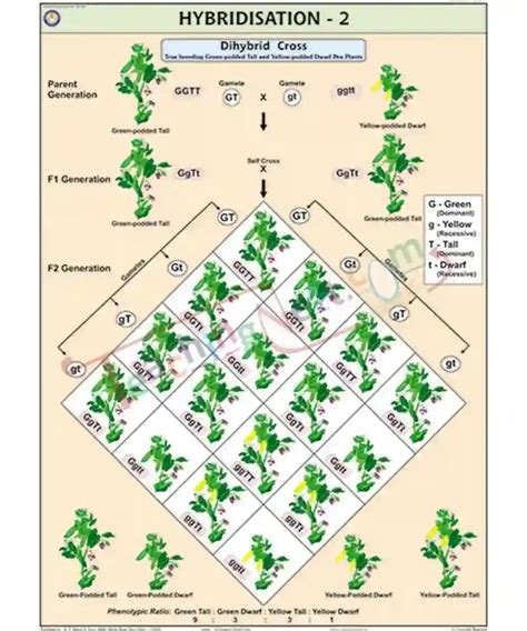 Hybridisation Dihybrid Cross Chart Teachingnest