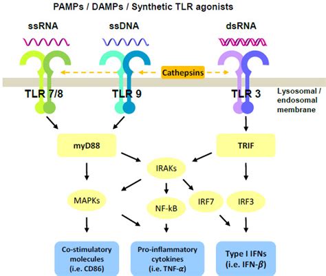 Figure 1 From Innate And Adaptive Responses Of Intratumoral