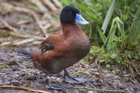 Maccoa Duck British Waterfowl Association