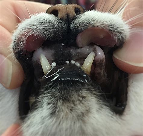 Image Gallery Eosinophilic Granuloma Complex Lesions In Cats