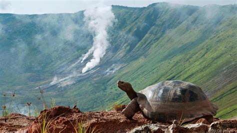 Ecuador Realizar Un Censo Sobre La Poblaci N De Tortugas Gigantes De