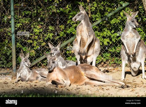 The red kangaroo, Macropus rufus is the largest of all kangaroos, the largest terrestrial mammal ...