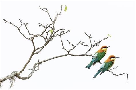 Chestnut Headed Bee Eater (Bee Eaters, Coraciiformes)