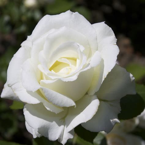 White Rose Flowers Photos | Best Flower Site