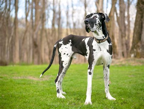 Are Great Danes Inside Or Outside Dogs Exploring The Ideal Environment