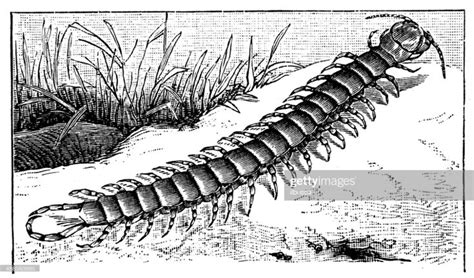 Ilustración de stock : Anticuario ilustración de Scolopendra gigantea ...