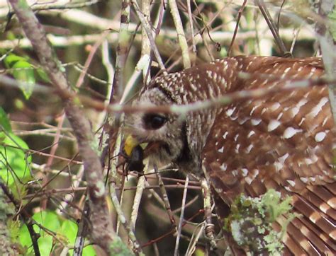 Barred Owl Eating Crayfish Alligator River Refuge Fws Gov