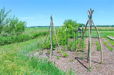 How To Build A Teepee Trellis Wholemade Homestead