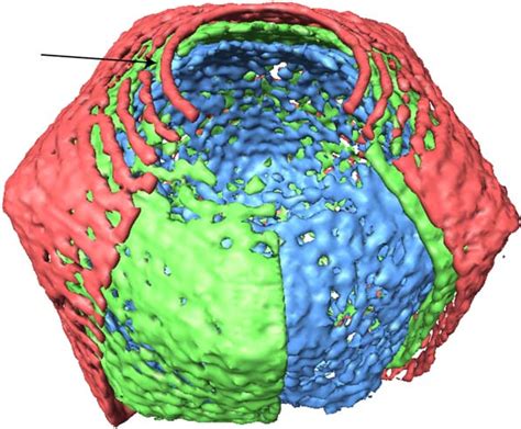 Figure 1 From Cryo EM Asymmetric Reconstruction Of Bacteriophage P22