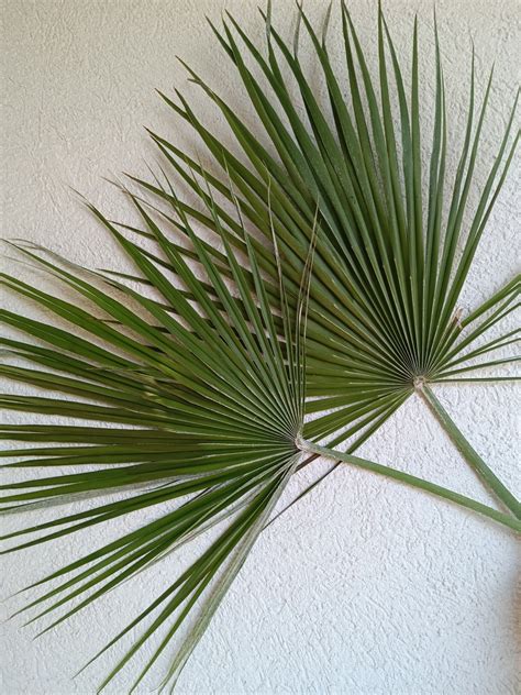 Dried Sun Palm Leaves St Green Organic Tropical Fan Palm Leaf