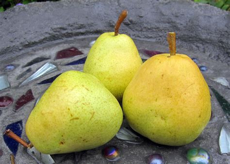 From the Summer's Garden: FRESH PEARS...