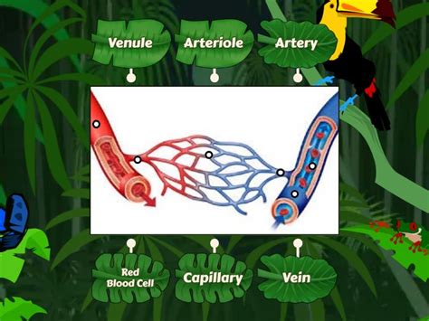 blood vessel labelled diagram