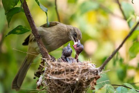 What To Feed Baby Birds | Avianbird