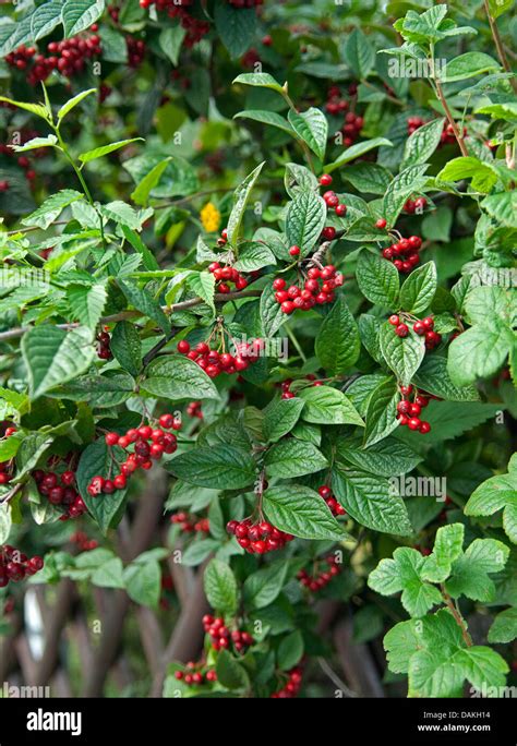 Hollyberry Cotoneaster Cotoneaster Bullatus Fruiting Branches